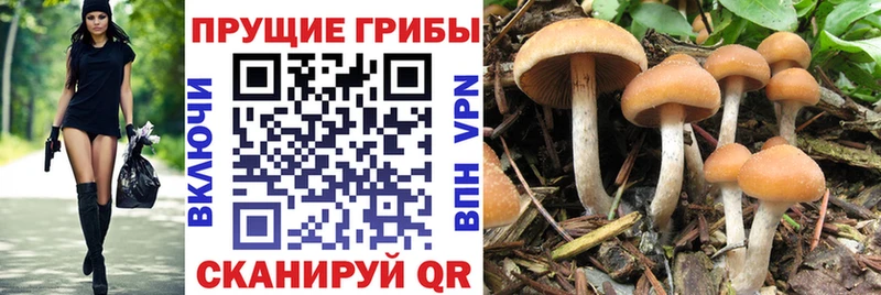 ссылка на мегу tor  Краснокаменск  Псилоцибиновые грибы мицелий 